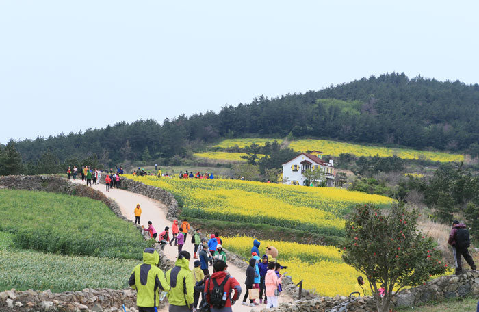 The "slow walk festival" is held on Cheongsando Island every April when canola flowers are in full bloom alongside green barley. (photo courtesy of Wando County)