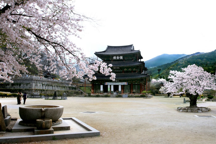 Pilgrim's Route No. 6 in Gimje City, North Jeolla Province, links Chonami, Geumgu and Moaksan Mountain to Geumsansa Temple. The above photo is of Geumsansa Temple. (photo courtesy of the Korean Trails Culture Foundation)