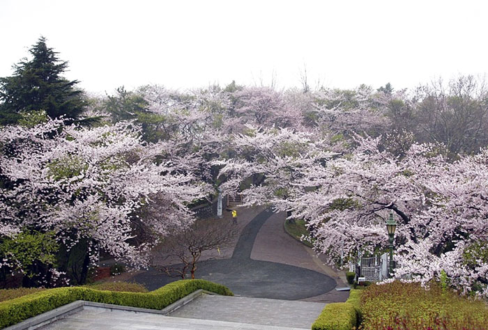 The cherry blossoms are out in Wolpyeong Park, part of the Gubul-gil Pathways in Gunsan City, North Jeolla Province. (photo courtesy of the Korean Trails Culture Foundation)