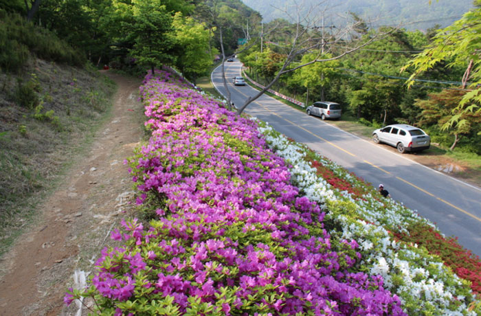 Royal azaleas welcome visitors to the Mudol-gil Pathway, near Mudeungsan Mountain in Hwasun, South Jeolla Province. (photo courtesy of the Korean Trails Culture Foundation)