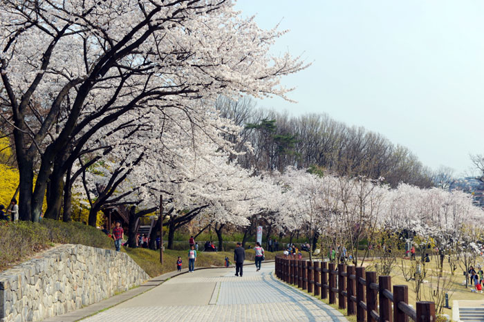 The Dream Forest is in Gangbuk-gu District, Seoul. (photo courtesy of the Korean Trails Culture Foundation)