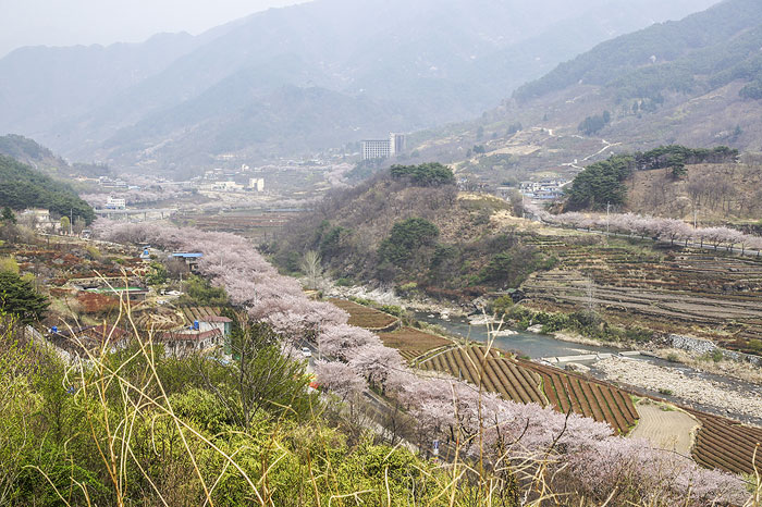 The Hadong Park No. 2 Kyung-ni Road in Gyeongsangnam-do is covered in cherry blossoms. (photo courtesy of the Korean Trails Culture Foundation)